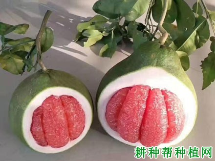 泰国红宝石青柚品种好不好，哪里适宜种植？