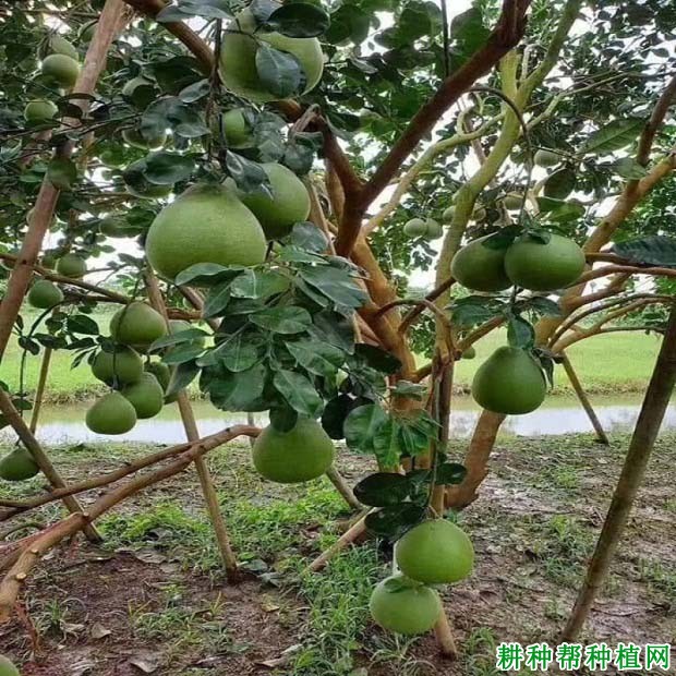 泰国红宝石青柚种植要点