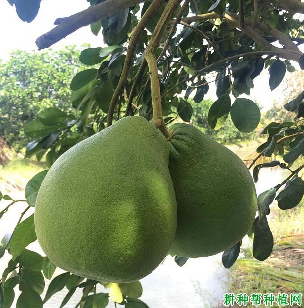 泰国红宝石青柚种植要点