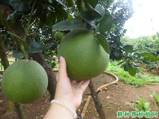 泰国青柚适合现在发展种植吗？