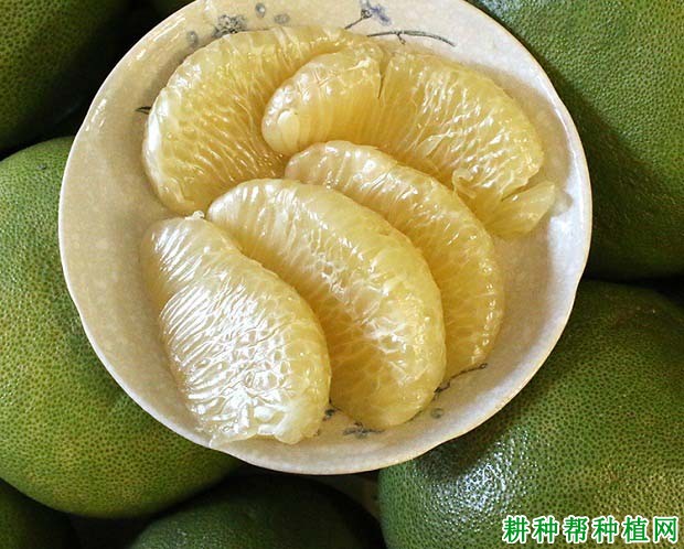 泰国青柚适合现在发展种植吗？