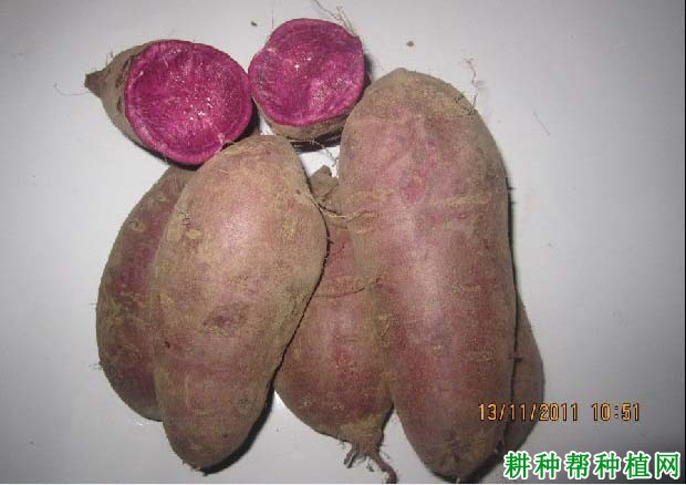 群紫一号黑薯红薯品种特点和产量介绍