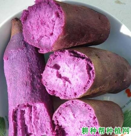 群紫一号黑薯红薯品种特点和产量介绍