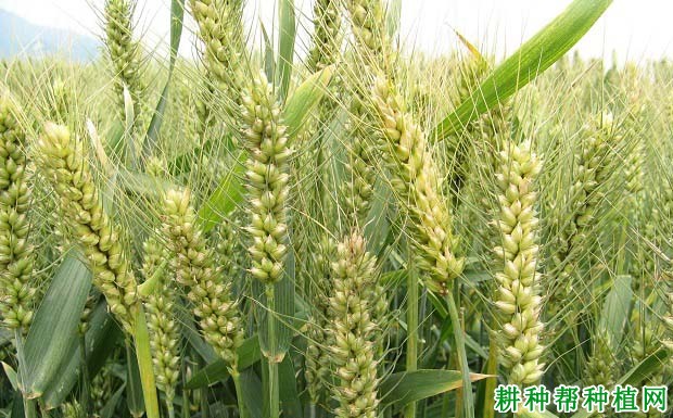 为什么小麦在蜡熟末期收获产量最高？