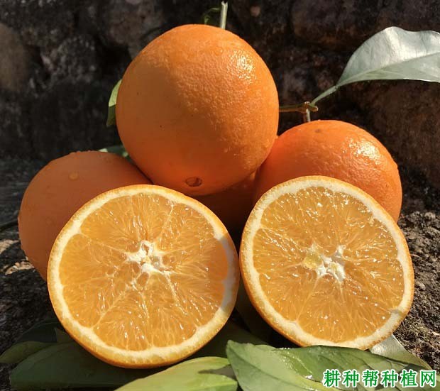 橙子有哪几大种类和特点
