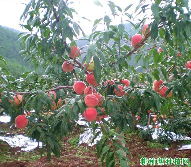 种植桃树如何预防裂果发生？哪些措施可以减少桃裂果？