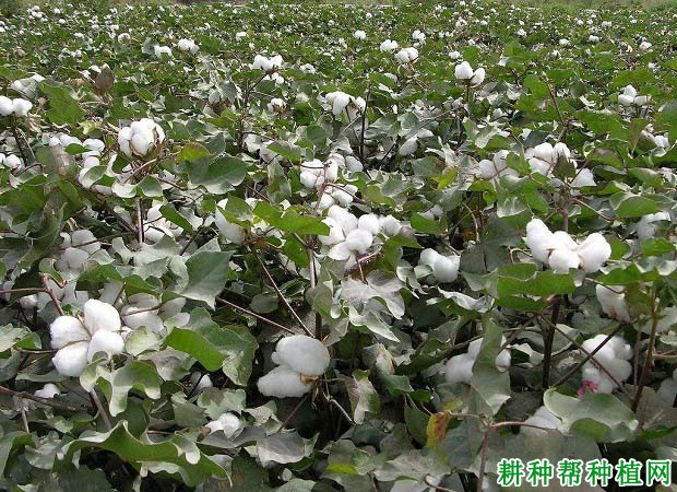 棉花种植技术解答