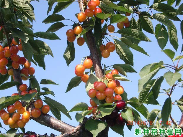 冰糖脆樱桃品种种植技术