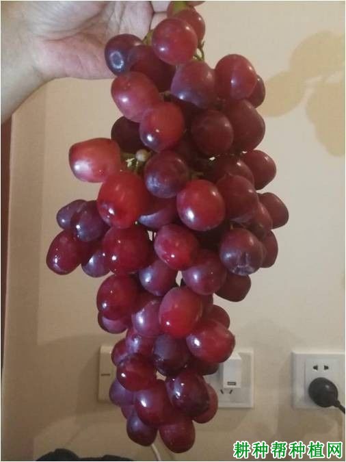 瑞都红玉葡萄品种好不好？