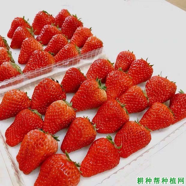 造成草莓变软的原因是什么？哪些措施可以提高草莓硬度？