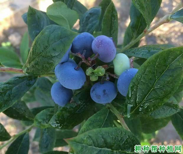 甜心蓝莓品种有什么特点?甜心蓝莓品种适宜在哪里种植?