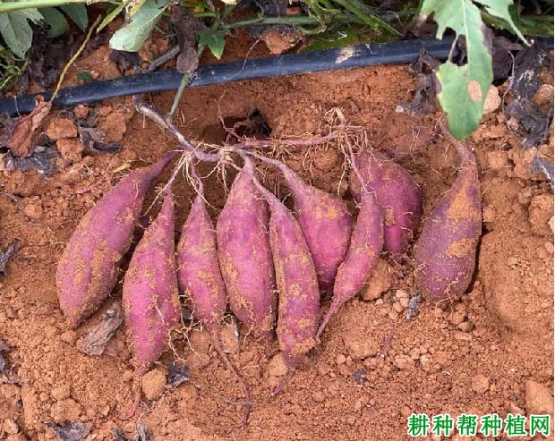 红薯种植技术解答