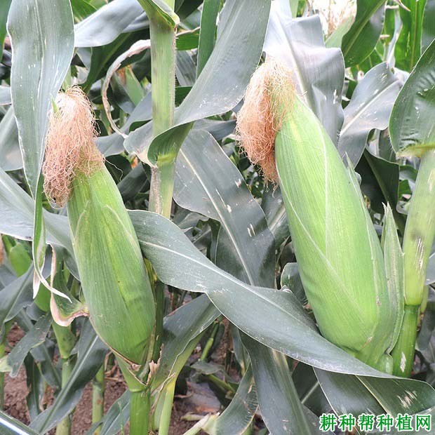 玉米全程施肥方案（玉米施肥技术）