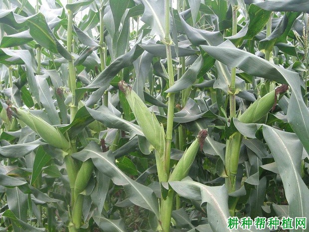 玉米全程施肥方案（玉米施肥技术）
