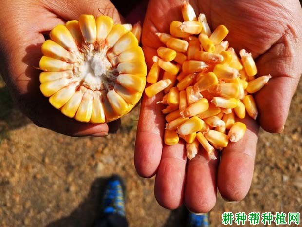 迪卡c1563玉米种子简介图片