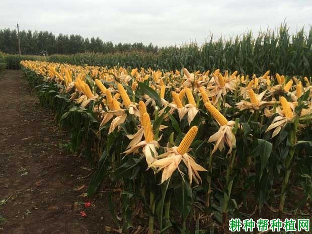 四季977玉米特征特性图片