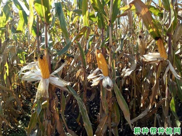 四季977玉米特征特性图片