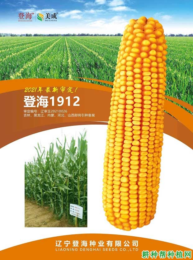 登海1912玉米品种好不好？