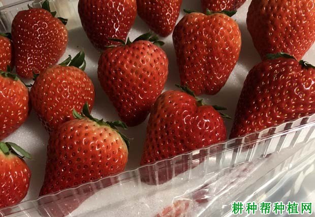 草莓贮藏主要方法