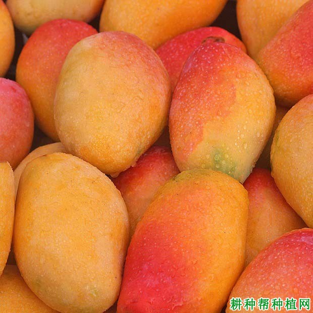 吃芒果过敏容易诱发一般性皮炎