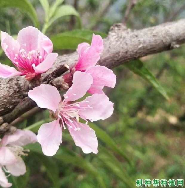 桃树花期病虫害防治技术