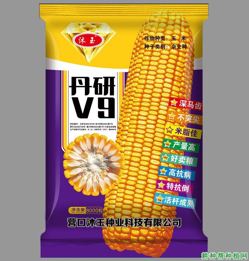 丹研V9玉米种子产量多少斤？