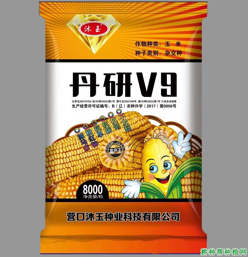 丹研V9玉米种子是不是高抗倒品种？