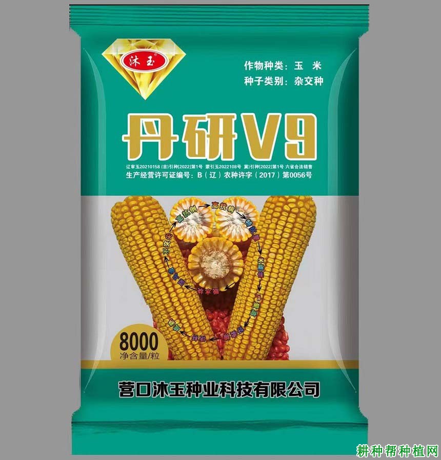 丹研V9玉米种子是不是高抗倒品种？