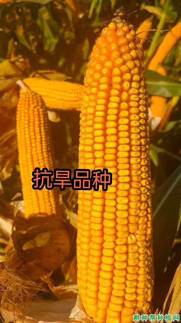 DF708玉米品种怎么样？