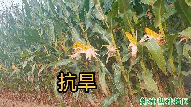 DF708玉米品种的特征特性（DF708玉米品种审定编号）