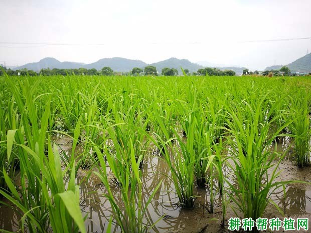 水稻用硫酸钾型复合肥还是用氯化钾型复合肥好？