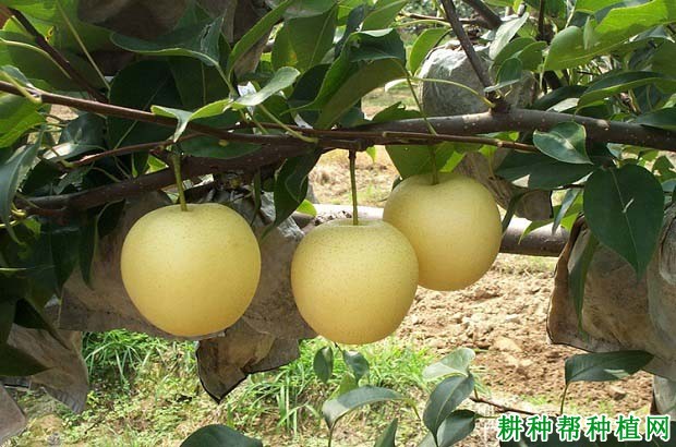 怎样根据梨树需肥特点进行施肥？