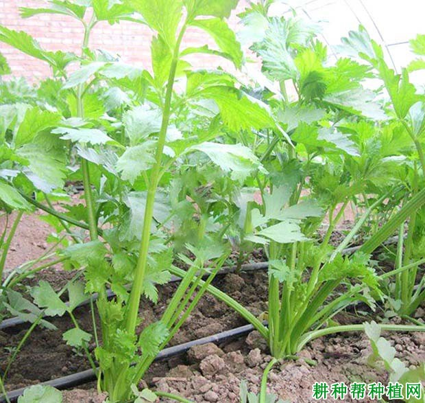 怎样根据芹菜需肥特点进行施肥？