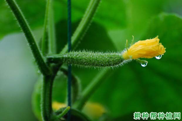 怎样根据黄瓜需肥特点进行施肥？