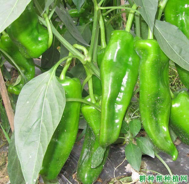 怎样根据辣椒需肥特点进行施肥？