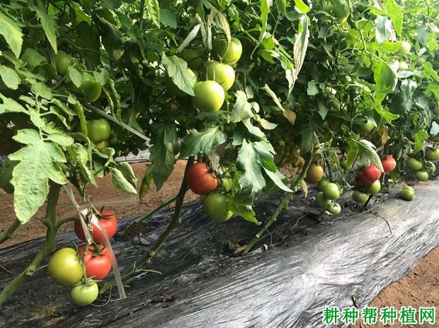怎样根据番茄需肥特点进行施肥？