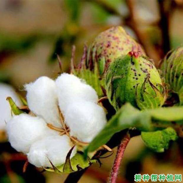 怎样根据棉花需肥特点进行施肥？