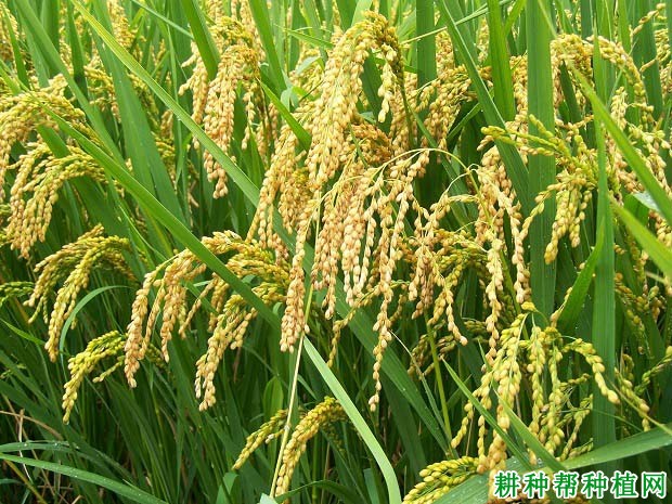 怎样根据杂交水稻需肥特点进行施肥？