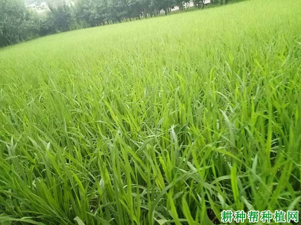 怎样根据双季稻需肥特点进行施肥？