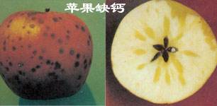 苹果缺钙会怎么样？苹果缺钙肥有哪些症状？