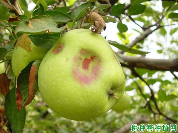 苹果缺硼有什么症状？苹果树缺硼如何预防？