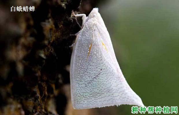 芒果白蛾蜡蝉用什么药能治？