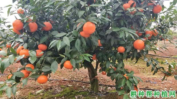 柑橘对生长环境条件的要求有哪些？