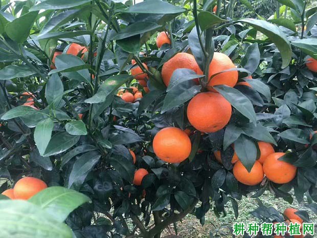 柑橘对生长环境条件的要求有哪些？