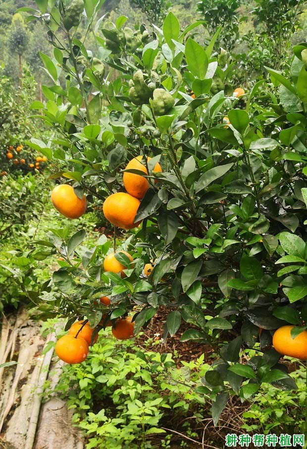 柑橘因干旱引起的落果如何预防？