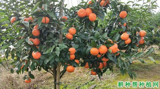 柑橘大小年结果预防措施