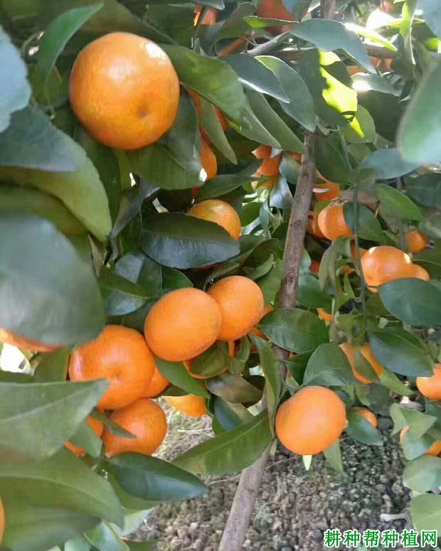 喷洒柑橘叶面肥都有哪些注意？