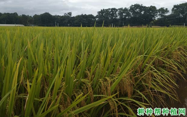 直播稻的生育特点有哪些？