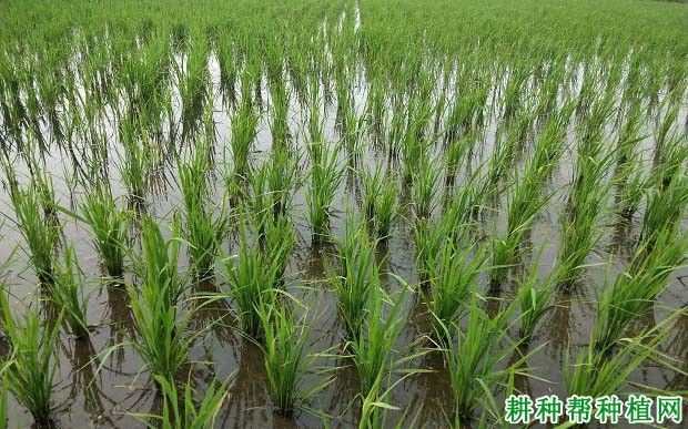 受淹后的水稻生育进程发生什么变化？