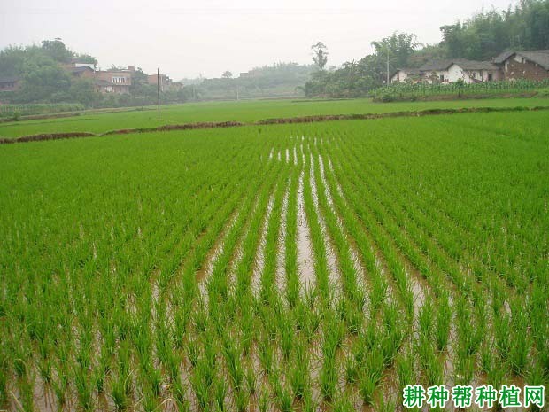 受淹后的水稻生育进程发生什么变化？